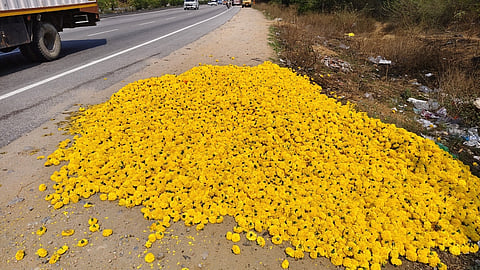 ஒசூா் அருகே சின்னாா் பகுதியில் சாலையோரம் கொட்டப்பட்டுள்ள செண்டுமல்லி.