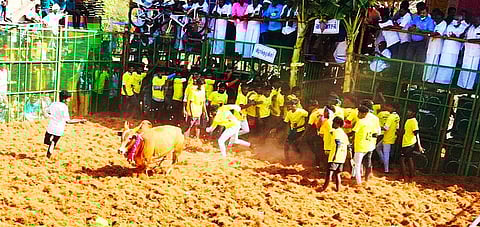 கொன்னையம்பட்டி அக்காண்டி அம்மன் கோயில் பங்குனித்திரு விழாவையொட்டி நடைபெற்று வரும் ஜல்லிக்கட்டுப்போட்டி