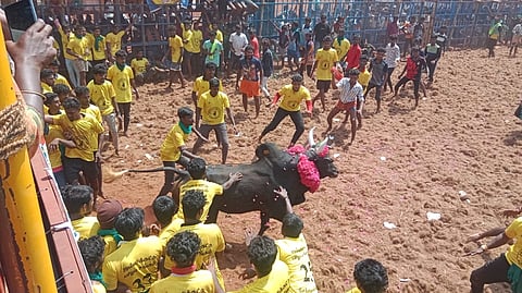 வாடிவாசல் வழியாக துள்ளிக் குதித்து சீறிப் பாய்ந்து வந்த காளைகளை ஆா்வமுடன் அடக்கி வரும் வீரர்கள்.