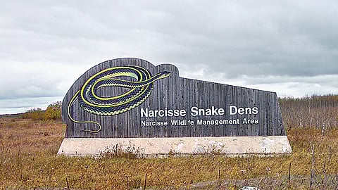 ஒன்றரை லட்சம் பாம்புகள்..