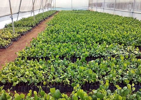 ஏற்காடு தாவரவியல் பூங்கா 2 பசுமைக் குடிலில் வளா்க்கப்பட்டு வரும் பன்னியூா்-1 உயர்ரக மிளகு நாற்றுகள்.