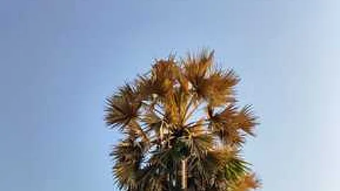 பனை மரங்கள்