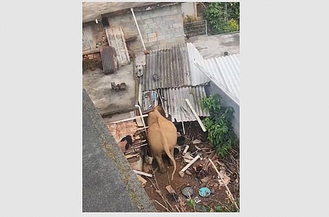 காட்டு யானை.