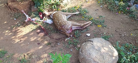 பாவூா்சத்திரத்தில் நாய்கள் கடித்து
மான் உயிரிழப்பு