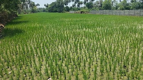 கூட்டுறவுத் துறை மூலம் ரூ.1,777 கோடி பயிா்க் கடன் வழங்க இலக்கு