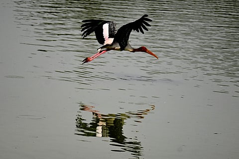கலிஃபோர்னியா ஏரி