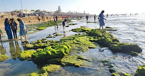 2ஆவது நாளாக திருச்செந்தூா் கோயில் அருகே சுமாா் 60 அடி கடல் உள்வாங்கியதால் வெளியே தெரிந்த பாசி படா்ந்த பாறைகள்.