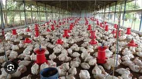 கறிக்கோழி பண்ணை விவசாயிகள் பிரச்னை குறித்து ஆய்வு செய்ய குழு - தமிழக அரசு உத்தரவு