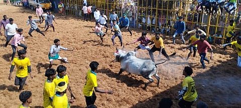 வடசேரிப்பட்டியில் சீறிப் பாய்ந்து வரும் காளைகள்.