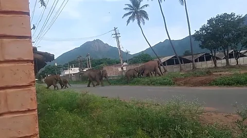 சின்னதடாகம் பகுதியில் சாலையை வேகமாக கடந்து வனப்பகுதிக்குள் செல்லும் யானைகள் கூட்டம் .