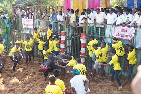 பாப்பான்விடுதி ஜல்லிக்கட்டில் சீறிப்பாய்ந்த காளை.