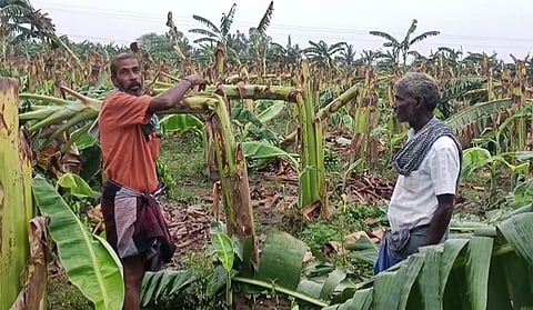 பாபநாசத்தில் சூறைக் காற்றுடன் பெய்த கனமழை!