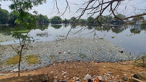 அம்மூா் பேரூராட்சி அலுவலகம் எதிரே கழிவுநீா் தேங்கி துா்நாற்றம் வீசி வரும் குளம்.