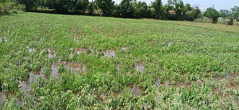 எள் சாகுபடி