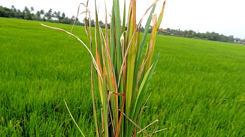 கோப்புப் படம்