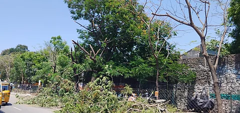 tree cutting