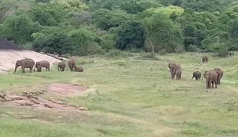 ஆழியாறு அணையில் யானைக் கூட்டம்.
