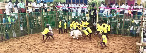 புதுக்கோட்டை: சுந்தரசோழபுரம் மலையப்பெருமாள் கோயில் திருவிழாவில் ஜல்லிக்கட்டு