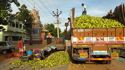 லாரிகளில் அனுப்பப்படும் மாங்காய்.
