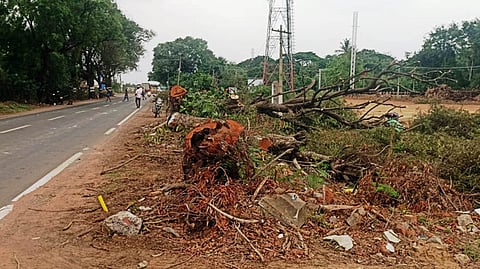 சாலை விரிவாக்கப்பணிகளுக்காக சாலையோரம் வெட்டி அகற்றப்படும் மரங்கள்.