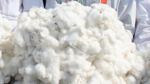 Cotton cultivation