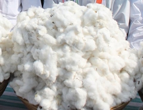 Cotton cultivation