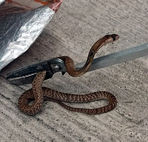 Snake rescued from Odisha CM's grievance cell
