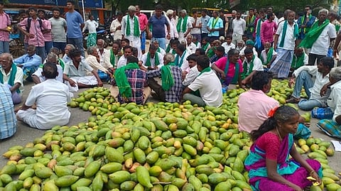 குடியாத்தம், பரதராமியில் மாங்காய்களை சாலையில் கொட்டி  போராட்டத்தில் ஈடுபட்ட  விவசாயிகள்.