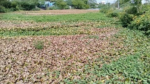 திருநெல்வேலி குறிச்சி பகுதியில் பாளையங்கால்வாயில் தேங்கிக்கிடக்கும் அமலைச்செடிகள்.