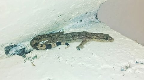 புதியவகை டிரவிடோ கெக்கோ பல்லி இனம்.