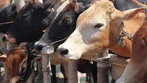 கோப்புப் படம்