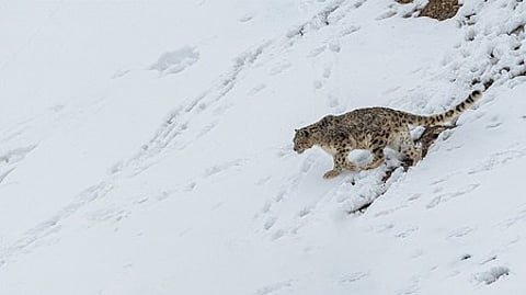 பனிச் சிறுத்தை