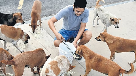 BBMP introduces daily chicken rice meal for city’s stray dogs