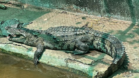 Man killed in crocodile attack in MP