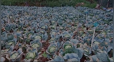 கோத்தகிரியில் விளைந்து காணப்படும் முட்டைகோஸ்.