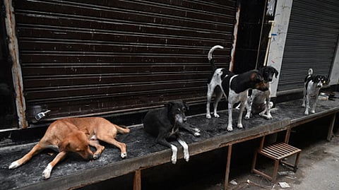 தெரு நாய்கள்