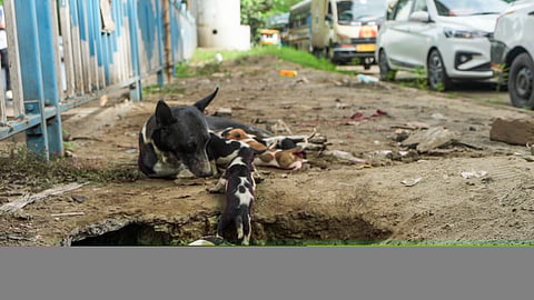 வளா்ப்பு நாய்களுக்கு 11,300 போ் மட்டுமே உரிமம் பெற்றுள்ளனா்: கண்காணிப்பை தீவிரப்படுத்த மாநகராட்சி முடிவு