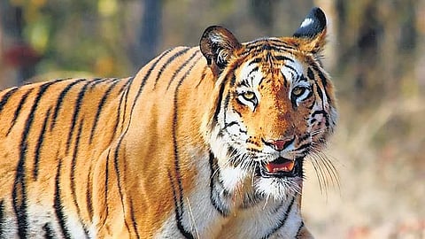 இந்தியா தலைமையிலான புலி இனங்களைப் பாதுகாக்கும் கூட்டணியில் இணைந்த நேபாளம்!