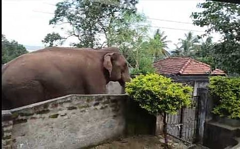 யானை.