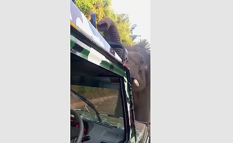 Wild elephant attacks forest department vehicle in Coimbatore