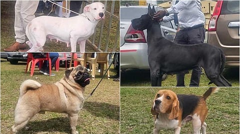 கொடைக்கானலில் நடைபெற்ற நாய் கண்காட்சியில் பங்கேற்ற நாய்கள்