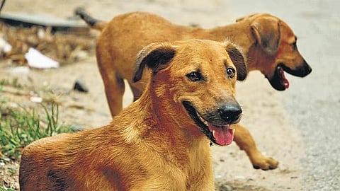 பிரதிப் படம்