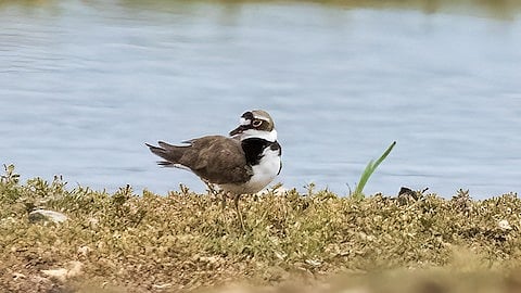 எலத்தூா் ஏரி மாநிலத்தின் 3-வது உயிரியல் பாரம்பரியத் தலமாக அறிவிப்பு