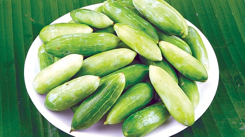 கோவைக்காய்