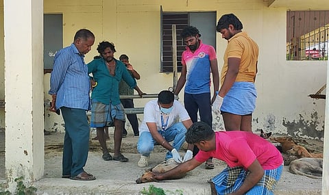 விராலிமலையில் ரேபீஸ் தடுப்பூசி செலுத்தும் பணி தொடக்கம்.