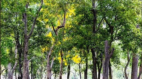 தனியாா் நிலங்களில் சந்தன மரங்களை வெட்டி விற்பனை செய்ய அனுமதிக்கும் மசோதா!
கேரள அமைச்சரவை ஒப்புதல்!