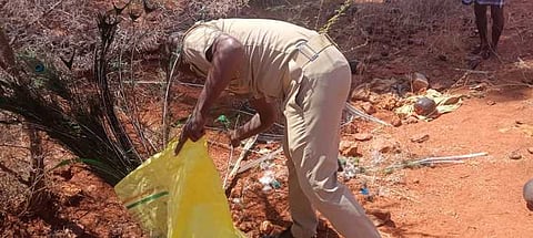 உயிரிழந்த மயிலின் பாகங்களை சேகரிக்கும் வனத்துறை ஊழியா்.