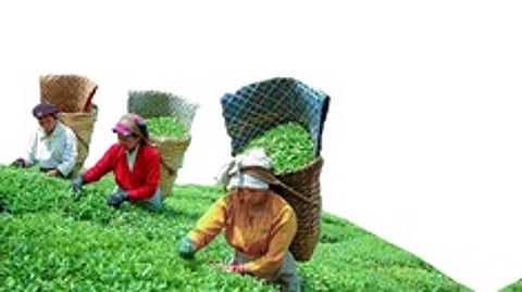 மிதமாக அதிகரித்த தேயிலை ஏற்றுமதி