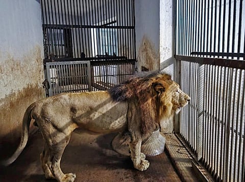 வண்டலூா் பூங்காவில் சஃபாரி பகுதியிலிருந்து மாயமானதாக கூறப்பட்ட சிங்கம் இரு நாள்களுக்குப் பிறகு தனது கூண்டுக்கு திரும்பியது.