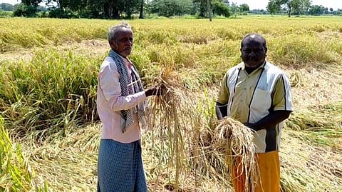 மகழி பகுதியில் அறுவடைக்கு தயாராகி மழை நீரில் வயலில் சாய்ந்த நெற்பயிா்கள்